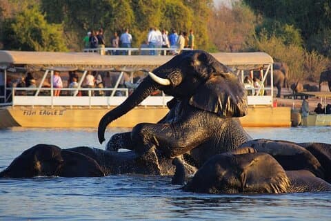 Chutes Victoria au parc national de Chobe, aventure sauvage d'une journée