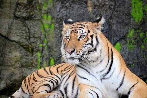 2-dagers privat Jaipur- og Ranthambore-tur (alt inkludert)