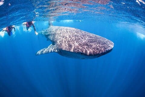 Mancora: Search & Swim with Sharks