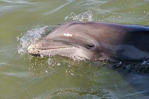 1 timmes privat delfin- och naturtur