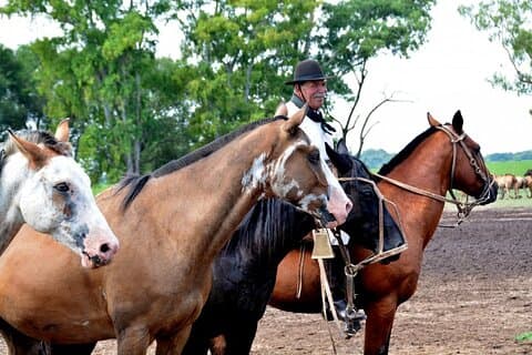 Gaucho Dagstur fra Buenos Aires: Santa Susana Ranch