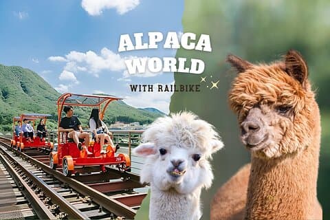 Alpaca World og Gangchon Rail sykkel dagstur fra Seoul