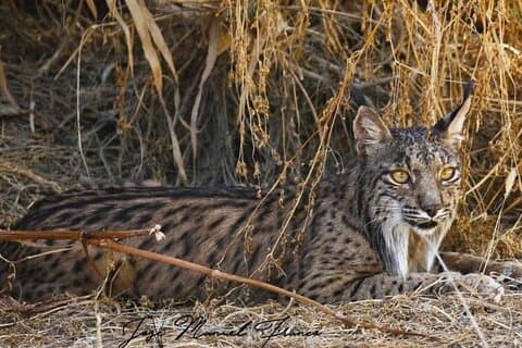 Esperienza guidata a Doñana in 5 Sensi