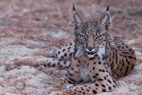 Alla scoperta di Doñana e della lince iberica