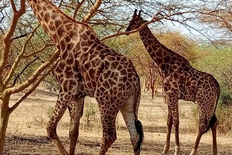 DAKAR, PINK LAKE AND BANDIA PARK SAFARI ( Minimum 2 Participants)