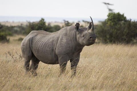 Tour nocturno a Olpejeta Conservancy y senderismo por el Monte Kenia