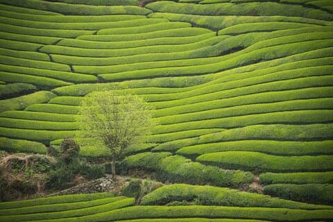7hr Private Wazuka True Hidden Kyoto Matcha Farm Experience