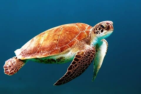 Mangrove Cay Och Iguana Island Venture I Turks Och Caicos Island