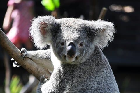 4 dages Great Barrier Reef, Kuranda, Daintree & Tablelands Cairns