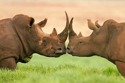 Day Trip To Ol Pejeta Conservancy Rhino And Chimpanzee Sanctuary