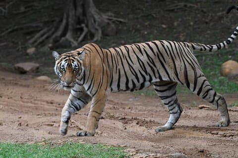 Tiger Safari In Ranthambore Day Trip