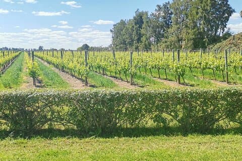 Tour Privado de Diferentes Bodegas en Montevideo con TANGO TOUR