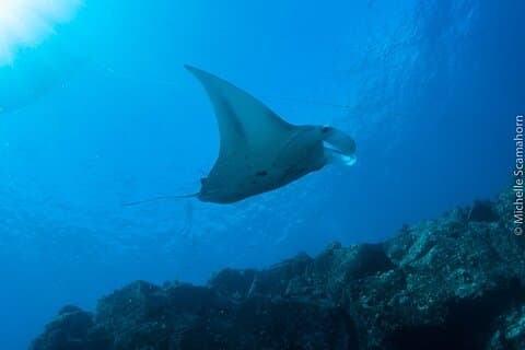 Scuba Dive at Ni’ihau (Forbidden island)