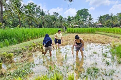 Entrada a la antigua granja de Phuket: cultura de la vida local en el campo
