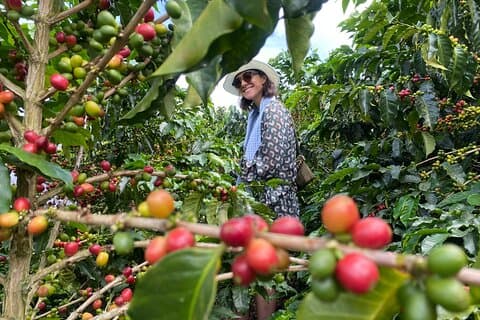 Coffee Cup Smiles And Hotsprings: Coffee Tour and Relax in Nature