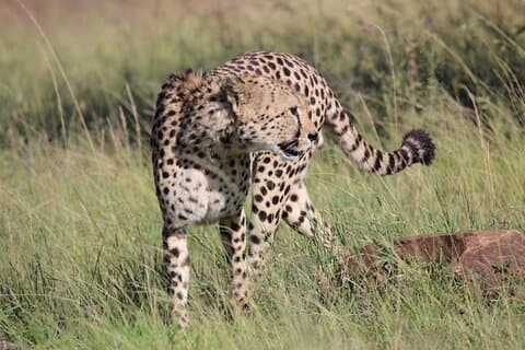 6 dagers privat tur i Mt Kenya Circuit Wild Safari