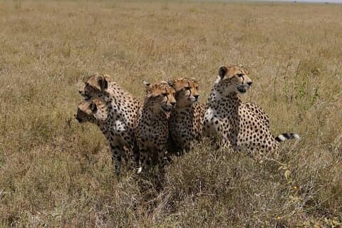 5 dagers smak av Tanzania Safari
