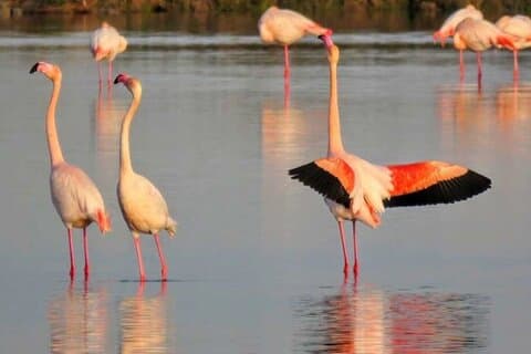 Holistisk nedsänkning i biosfärreservatet les Terres de l'Ebre