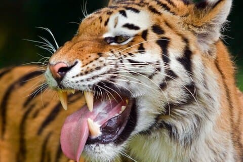 ニューデリーからのプライベートコーベット国立公園＆ナイニタールツアー