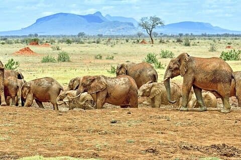 Excursion d'une journée au parc Tsavo East au départ de Diani