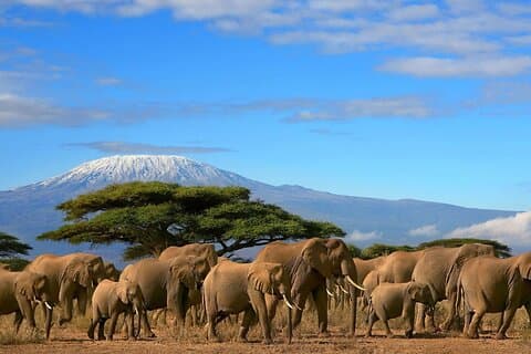 Expérience de 12 jours en safari au Kenya