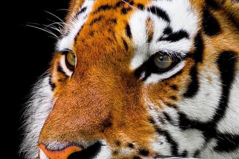 Från Delhi: 7-dagars Tiger Safari & Golden Triangle Tour