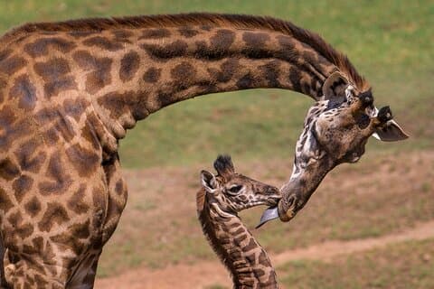 Visita guiada de um dia ao Nairobi Giraffe Center e Karen Blixen Museum