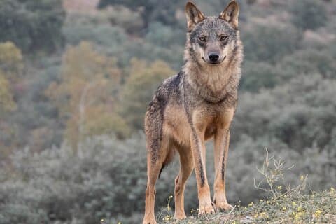 Following the Path of the Wolf