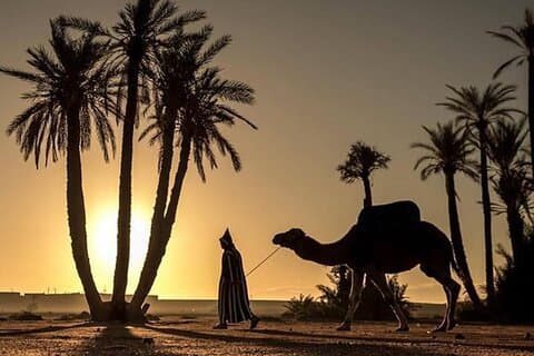Sunset Camel Ride i Palmerai i Marrakesh