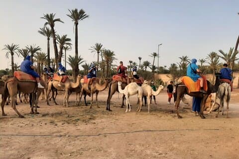 マラケシュ・パルメライでの夕日または朝のプライベートラクダ乗り