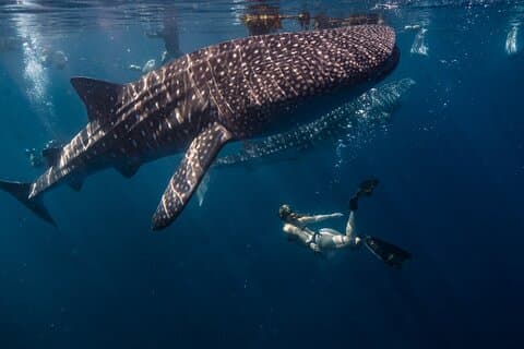 Observation des requins-baleines de Cebu et du banc de sable de Sumilon