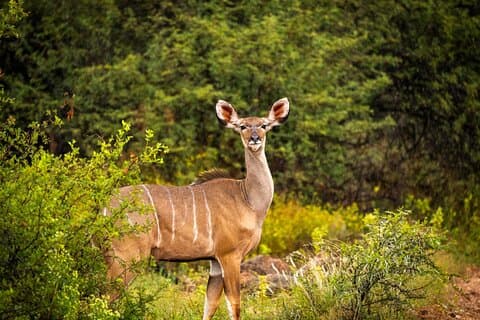 2 Day Pilanesberg Safari Guided Tour with Pickup