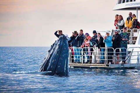Walvissen spotten vanaf een boot vanuit Hermanus