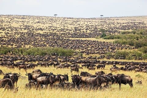 Masai Mara and Lake Nakuru Safari