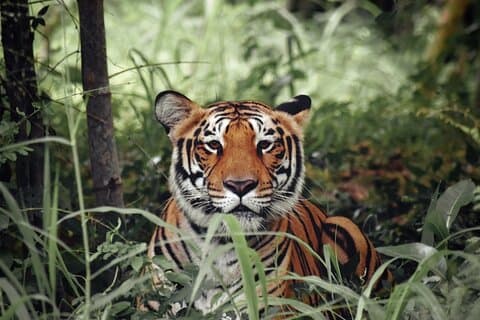 Golden Triangle Tour With Ranthambore (Viator Award Winner)