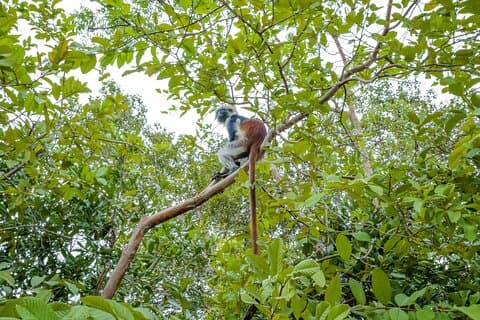 Jozani Forest Half Day Private Tour