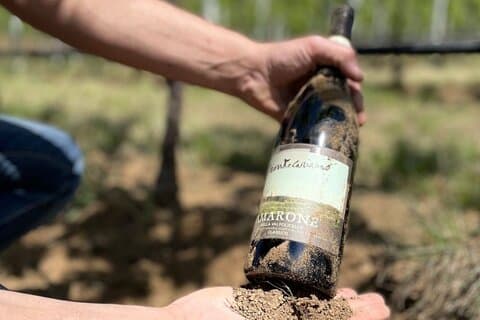 Boutique-vingårdstur og smagning i Valpolicella