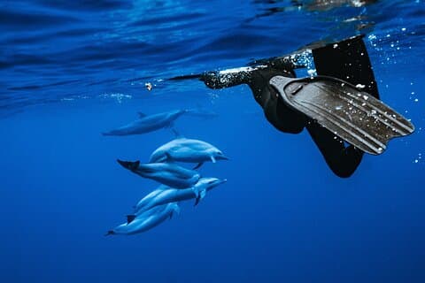 オアフ島で野生のイルカと泳ぐスピードボートアドベンチャー