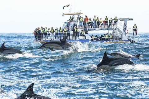 Volledige dag Hermanus walvissen spotten en wijnroute-ervaring