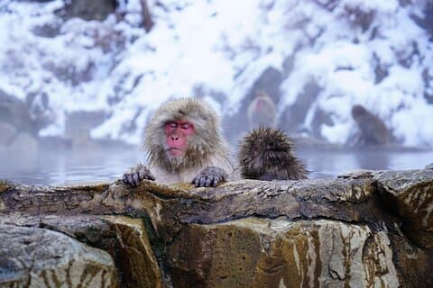 From Tokyo: Nagano Snow Monkey Park Private Tour