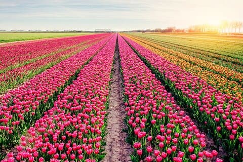 Treasure of Gardens
