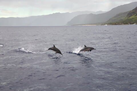 West Oahu Dolphin Watch e navegação de snorkel com almoço