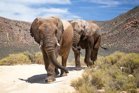 Guidet dagsudflugt gennem Breede River Valley Big Five