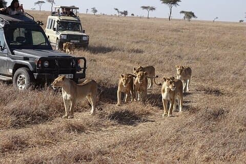 3 Tage, 2 Nächte Masai Mara Kleingruppensafari -4 x 4 Jeep