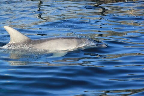 Capo Figari : observation des dauphins depuis Olbia