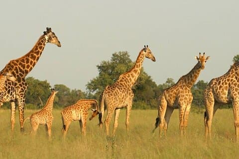 Reserva de caza de Tala y Phezulu Safari Grupo pequeño de Durban
