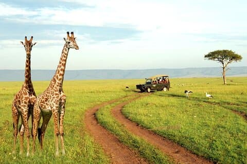 Half Day Tala Game Reserve and Natal Park from Durban
