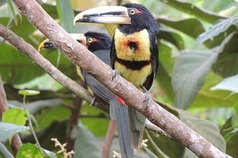 2-tägige private Tour nach Mindo mit Abenteuern und Vogelbeobachtung