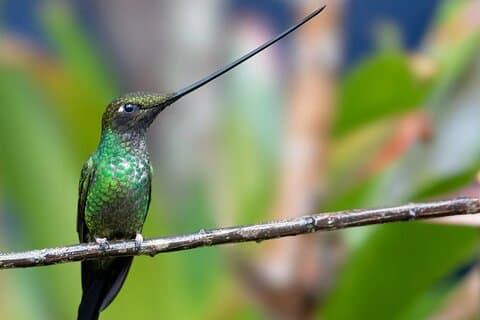 3 Days Birdwatching Private Tour in the Choco Forest