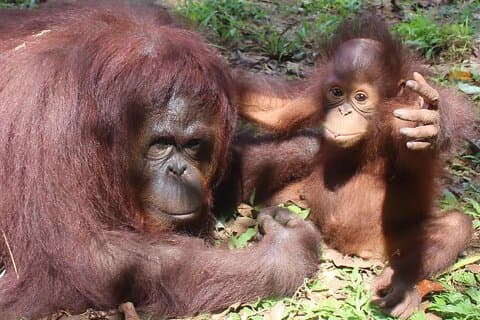 Visite privée de Bukit Merah Orang Utan et de la ville de Penang